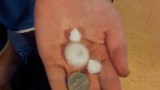 Hail in Vici