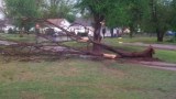 Anadarko tree uprooted - Gina Taylor