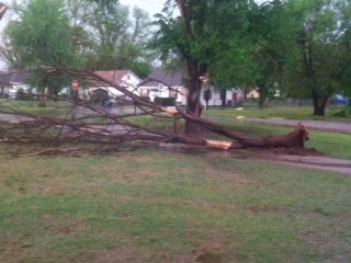 Anadarko tree uprooted - Gina Taylor