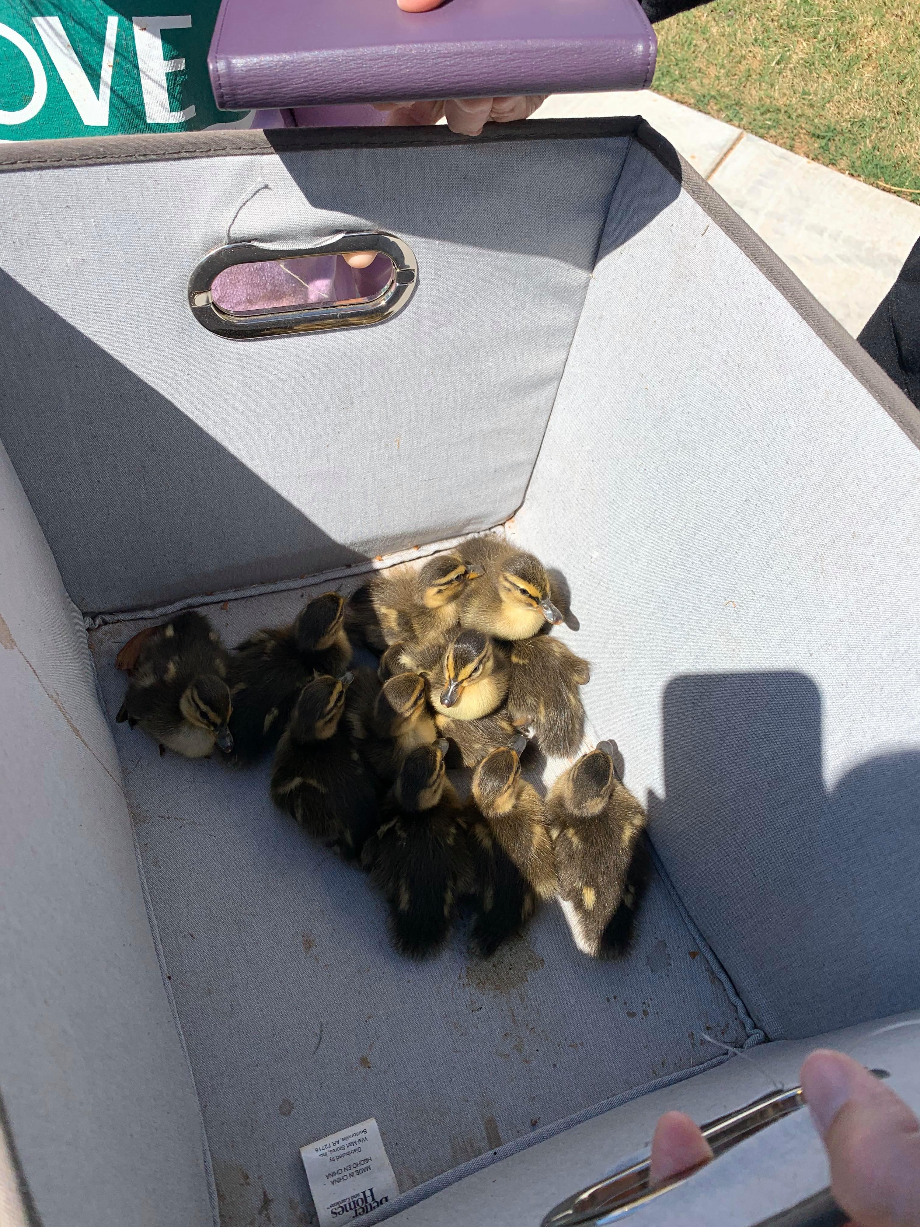 Oklahoma kids and parents rescue baby ducks